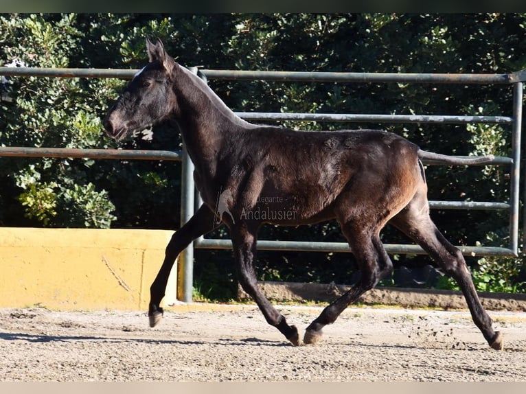 PRE Croisé Étalon 1 Année 146 cm Gris in Provinz Malaga