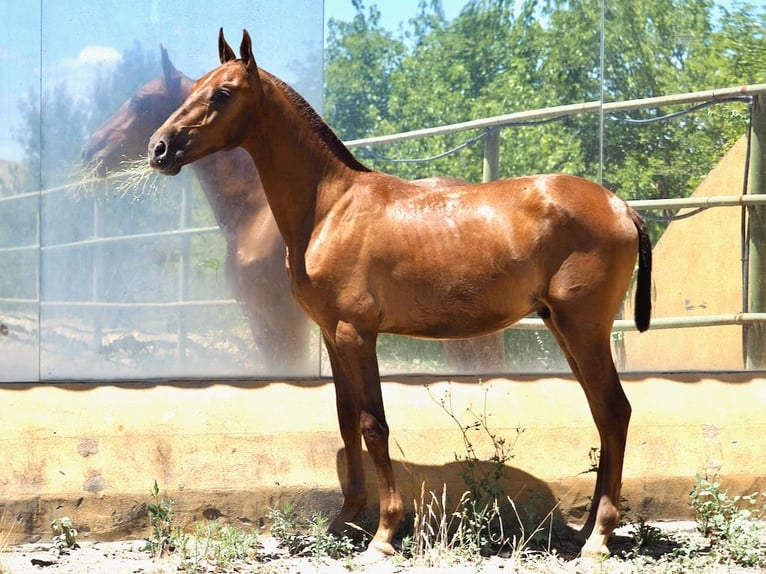 PRE Croisé Étalon 1 Année 147 cm Alezan in Navas Del Madroño