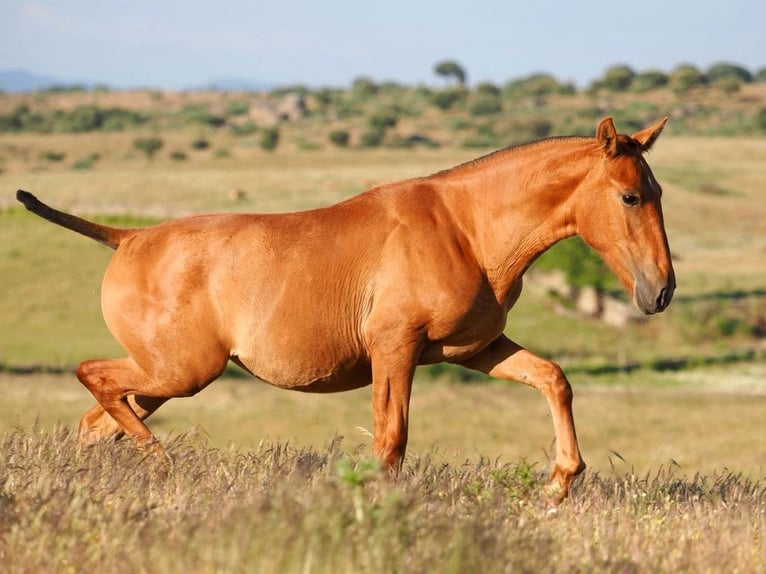 PRE Croisé Étalon 1 Année 148 cm Alezan in Navas Del Madro&#xF1;o