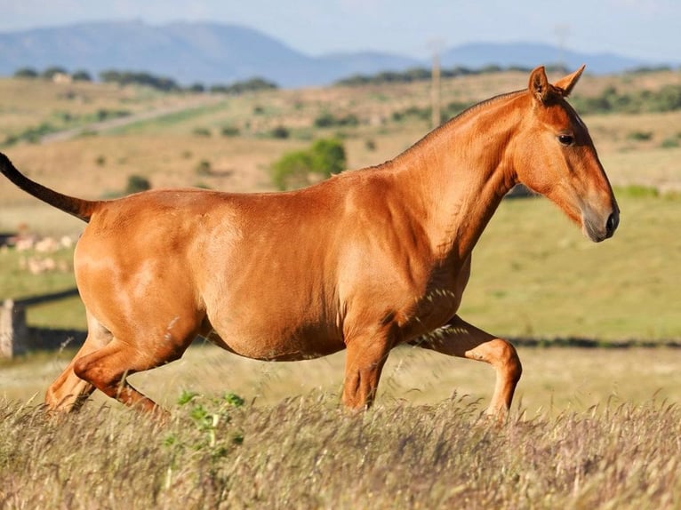 PRE Croisé Étalon 1 Année 148 cm Alezan in Navas Del Madro&#xF1;o