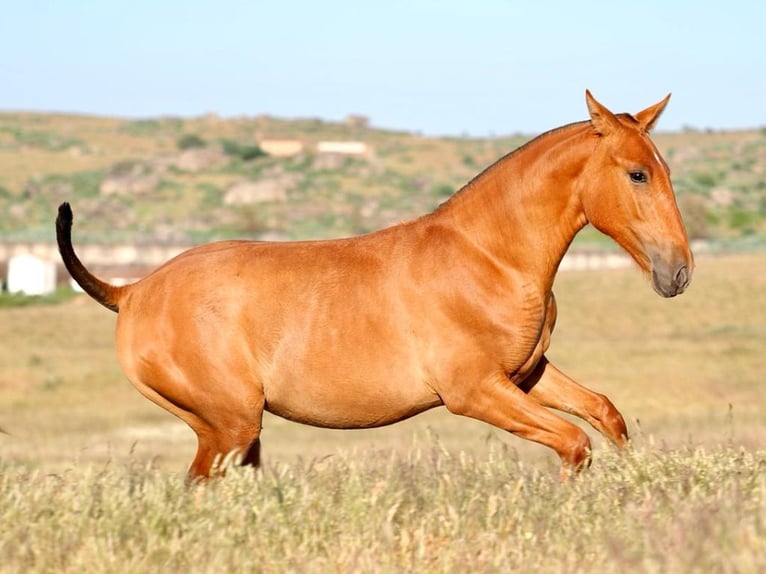 PRE Croisé Étalon 1 Année 148 cm Alezan in Navas Del Madro&#xF1;o