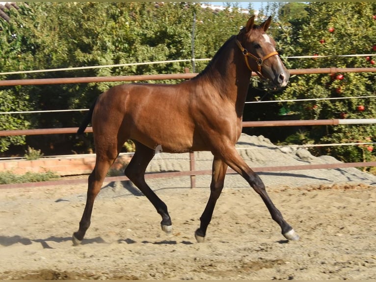 PRE Étalon 1 Année 148 cm Gris in Velbert