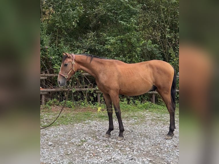 PRE Étalon 1 Année 148 cm Gris in Velbert