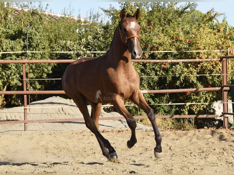 PRE Étalon 1 Année 148 cm Gris in Velbert