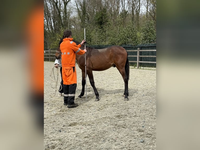 PRE Croisé Étalon 1 Année 149 cm Bai brun in StabroekStabroe
