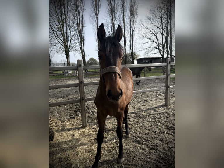 PRE Croisé Étalon 1 Année 149 cm Bai brun in StabroekStabroe