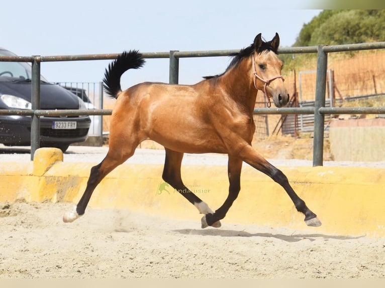 PRE Étalon 1 Année 149 cm Isabelle in Provinz Malaga