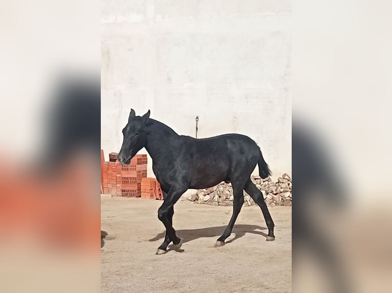 PRE Étalon 1 Année 150 cm Gris noir in ALALPARDO