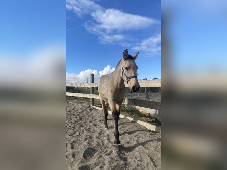 PRE Étalon 1 Année 150 cm Isabelle in Almansa