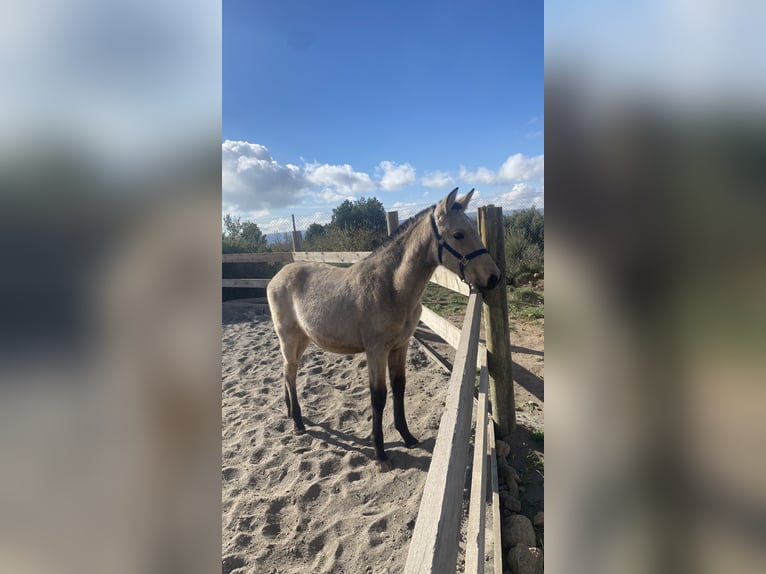 PRE Étalon 1 Année 150 cm Isabelle in Almansa