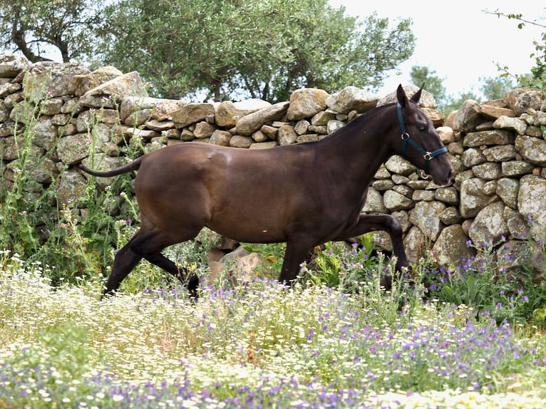 PRE Croisé Étalon 1 Année 150 cm Noir in NAVAS DEL MADRONO