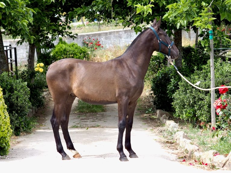 PRE Croisé Étalon 1 Année 150 cm Noir in NAVAS DEL MADRONO