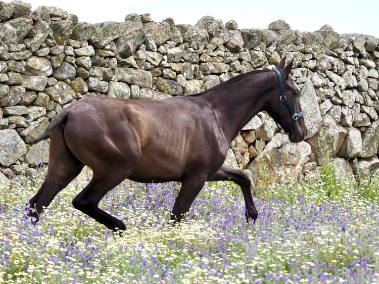 PRE Croisé Étalon 1 Année 150 cm Noir in NAVAS DEL MADRONO