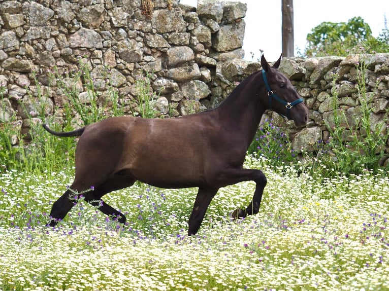 PRE Croisé Étalon 1 Année 150 cm Noir in NAVAS DEL MADRONO