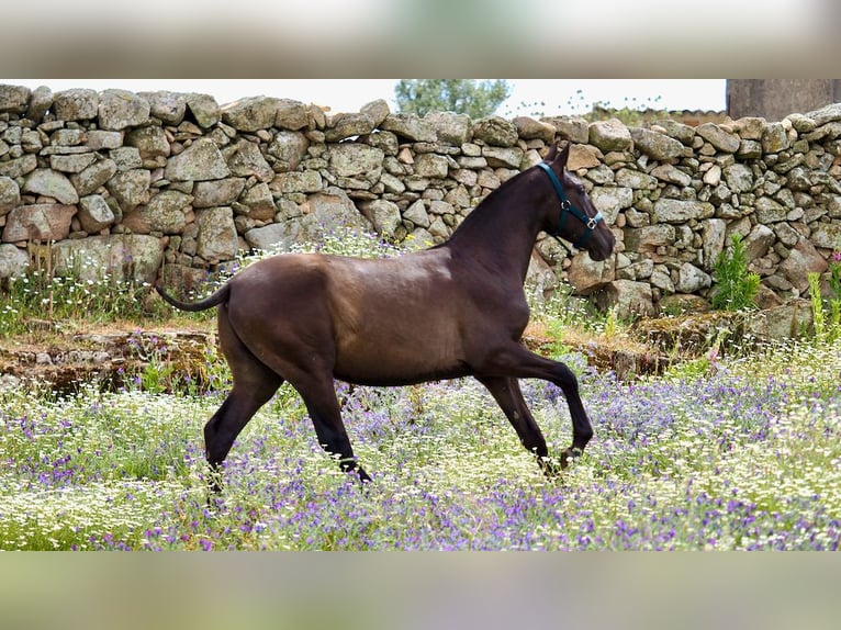 PRE Croisé Étalon 1 Année 150 cm Noir in NAVAS DEL MADRONO