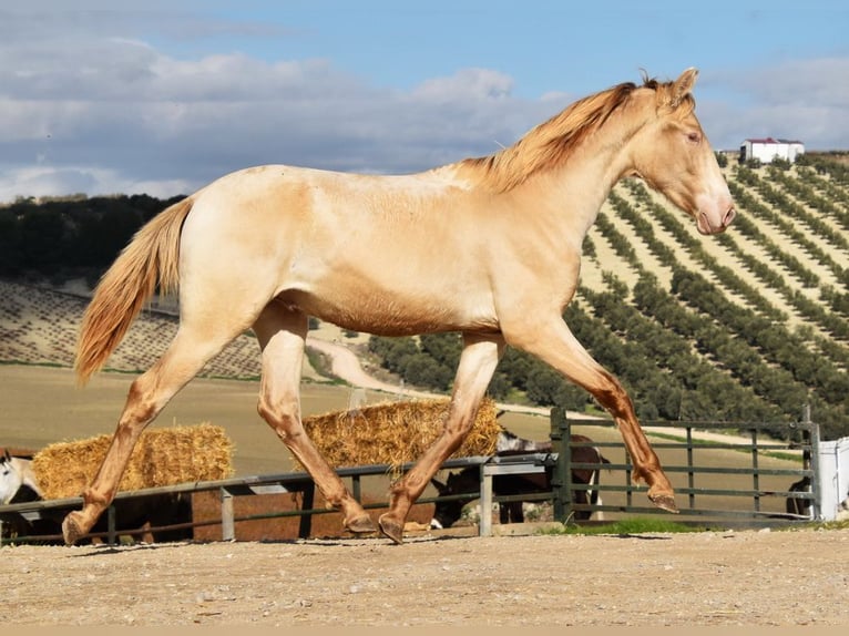 PRE Étalon 1 Année 150 cm Perle in Provinz Cordoba