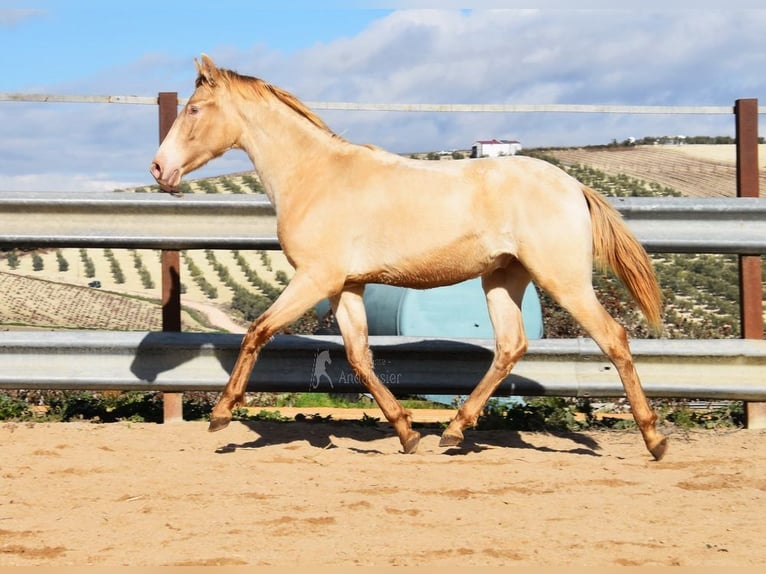 PRE Étalon 1 Année 150 cm Perle in Provinz Cordoba