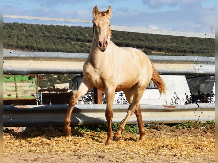 PRE Étalon 1 Année 150 cm Perle in Provinz Cordoba