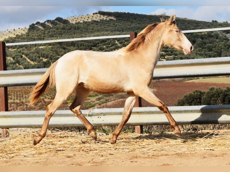 PRE Étalon 1 Année 150 cm Perle in Provinz Cordoba