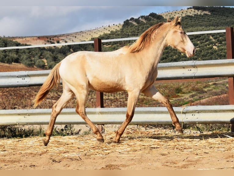 PRE Étalon 1 Année 150 cm Perle in Provinz Cordoba