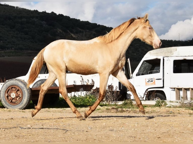 PRE Étalon 1 Année 150 cm Perle in Provinz Cordoba