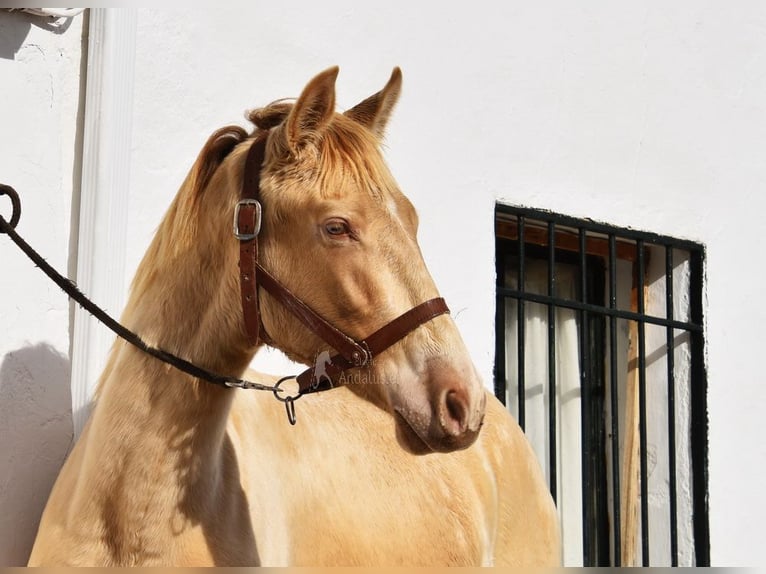 PRE Étalon 1 Année 150 cm Perle in Provinz Cordoba