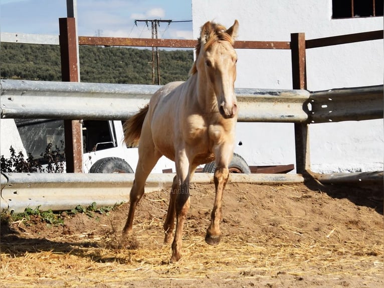 PRE Étalon 1 Année 150 cm Perle in Provinz Cordoba