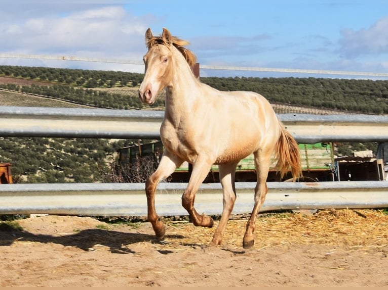 PRE Étalon 1 Année 150 cm Perle in Provinz Cordoba