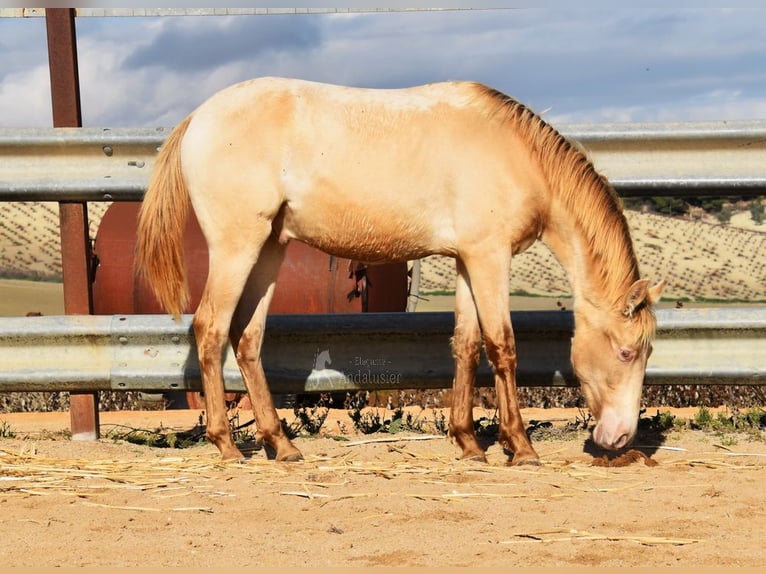 PRE Étalon 1 Année 150 cm Perle in Provinz Cordoba