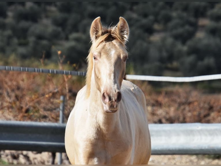 PRE Étalon 1 Année 150 cm Perle in Provinz Cordoba