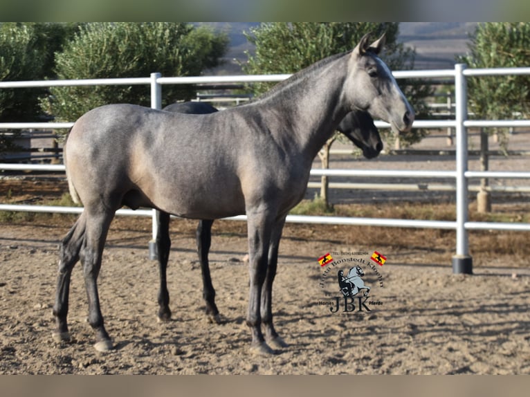 PRE Croisé Étalon 1 Année 151 cm Gris in Tabernas Almeria