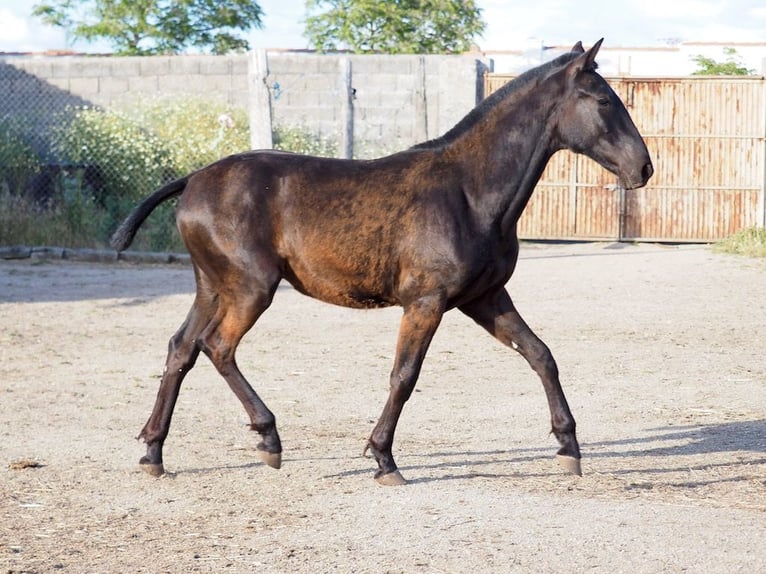 PRE Croisé Étalon 1 Année 151 cm Noir in NAVAS DEL MADRONO