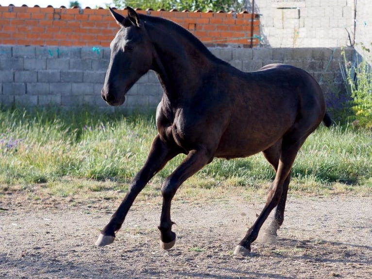 PRE Croisé Étalon 1 Année 151 cm Noir in NAVAS DEL MADRONO