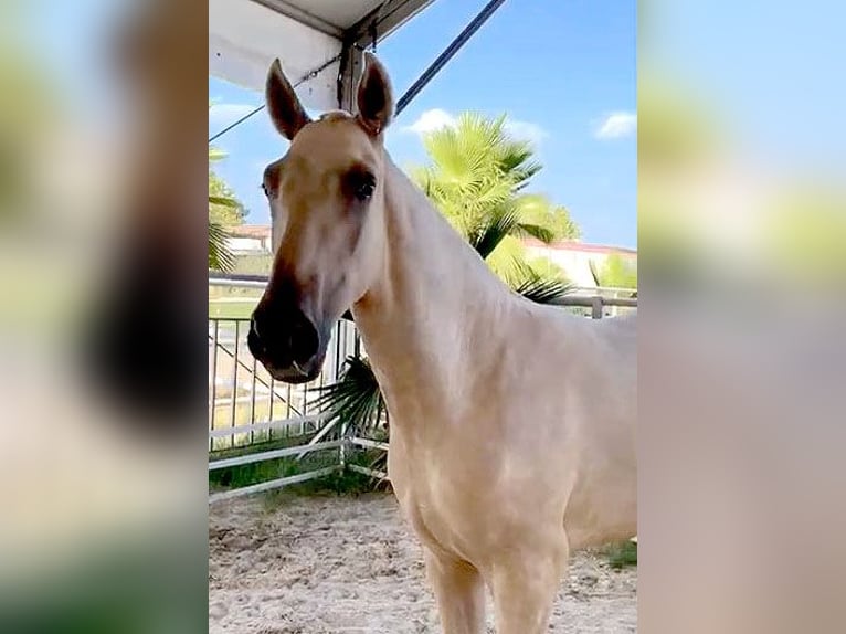 PRE Croisé Étalon 1 Année 151 cm Palomino in Malága