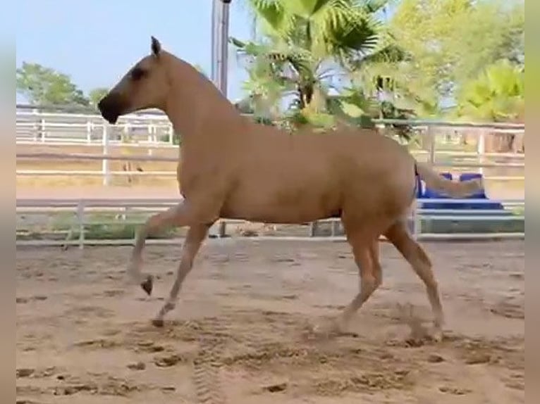 PRE Croisé Étalon 1 Année 151 cm Palomino in Malága