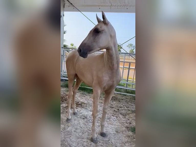 PRE Croisé Étalon 1 Année 151 cm Palomino in Malága