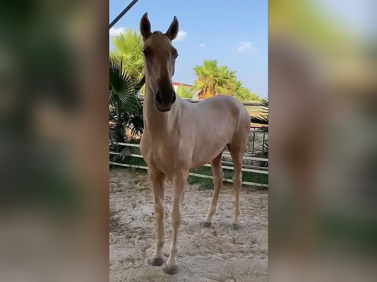 PRE Croisé Étalon 1 Année 151 cm Palomino in Malága