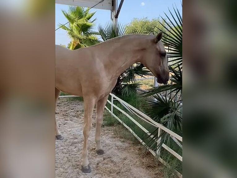 PRE Croisé Étalon 1 Année 151 cm Palomino in Malága