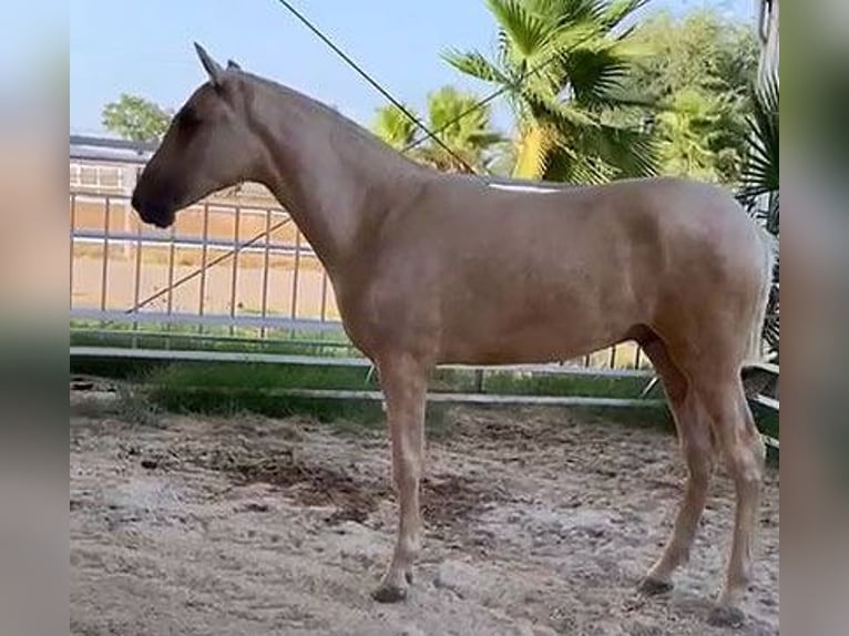 PRE Croisé Étalon 1 Année 151 cm Palomino in Malága