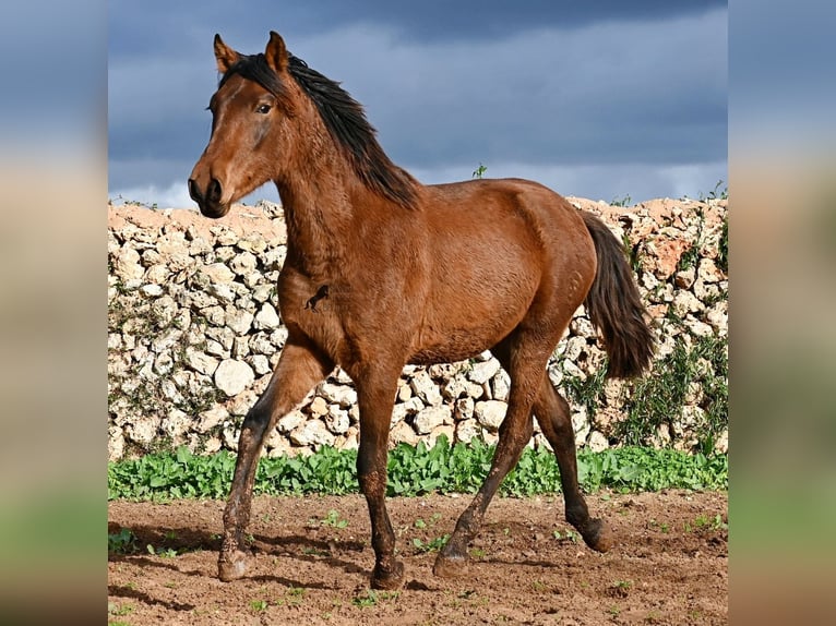PRE Croisé Étalon 1 Année 152 cm Bai in Menorca
