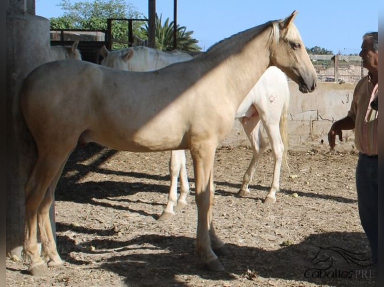 PRE Étalon 1 Année 152 cm Palomino in Alicante