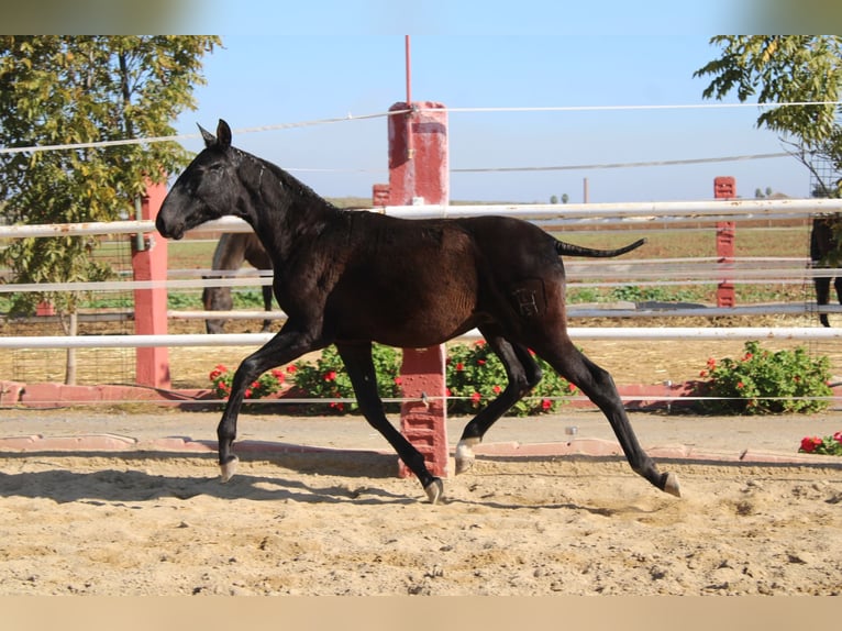 PRE Croisé Étalon 1 Année 154 cm in Los Rosales