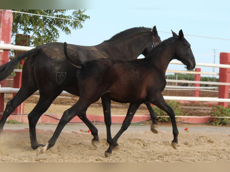 PRE Étalon 1 Année 154 cm in Los Rosales