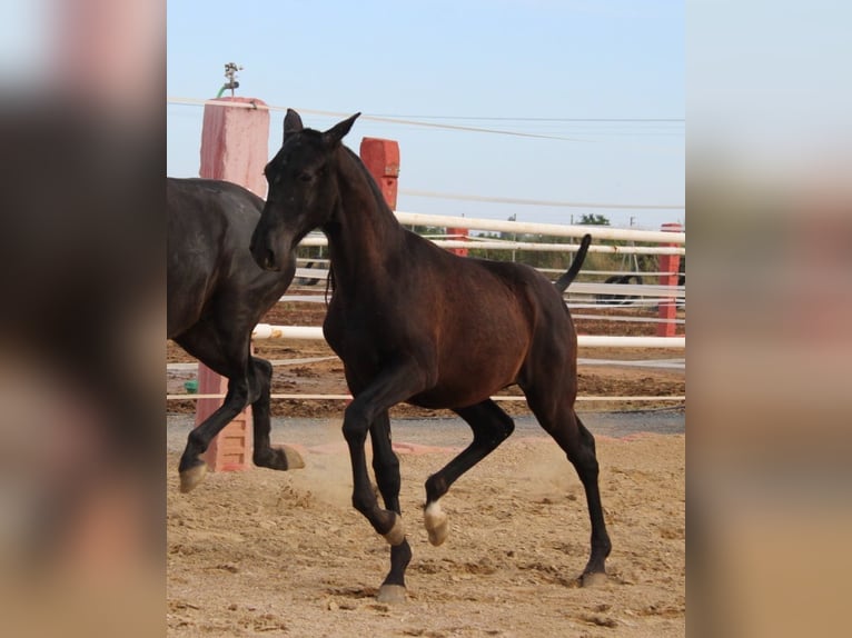 PRE Croisé Étalon 1 Année 154 cm in Los Rosales