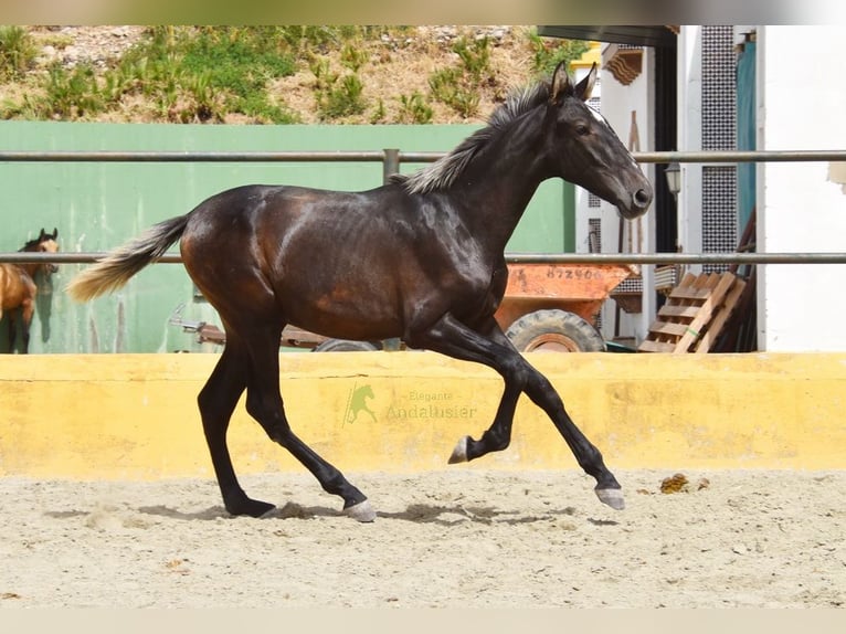 PRE Étalon 1 Année 154 cm Gris in Provinz Malaga