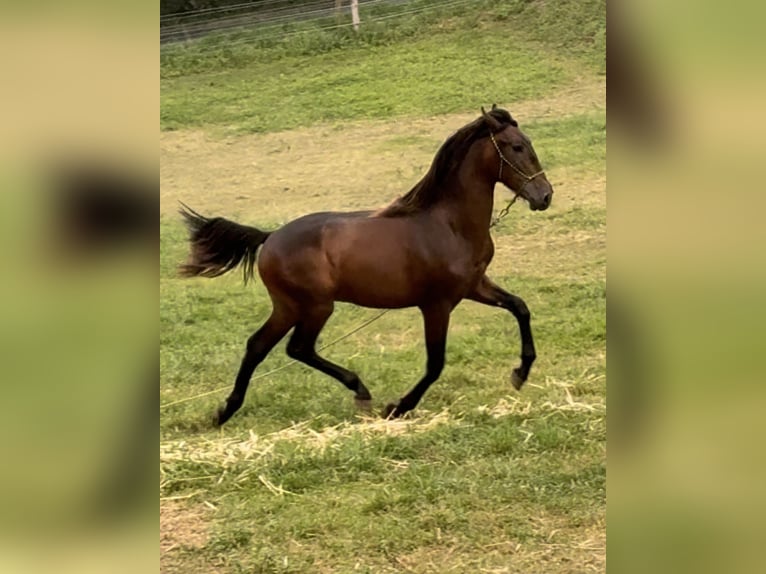 PRE Étalon 1 Année 155 cm Bai brun in Riotorto