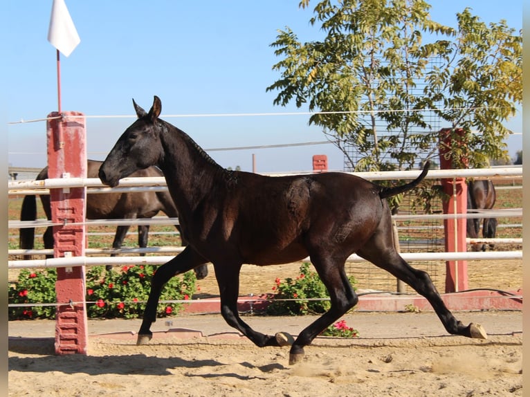 PRE Étalon 1 Année 155 cm in Los Rosales