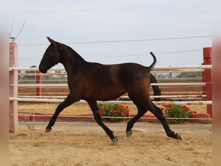 PRE Étalon 1 Année 155 cm Noir in Los Rosales