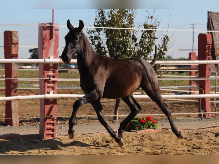 PRE Croisé Étalon 1 Année 155 cm Noir in Los Rosales