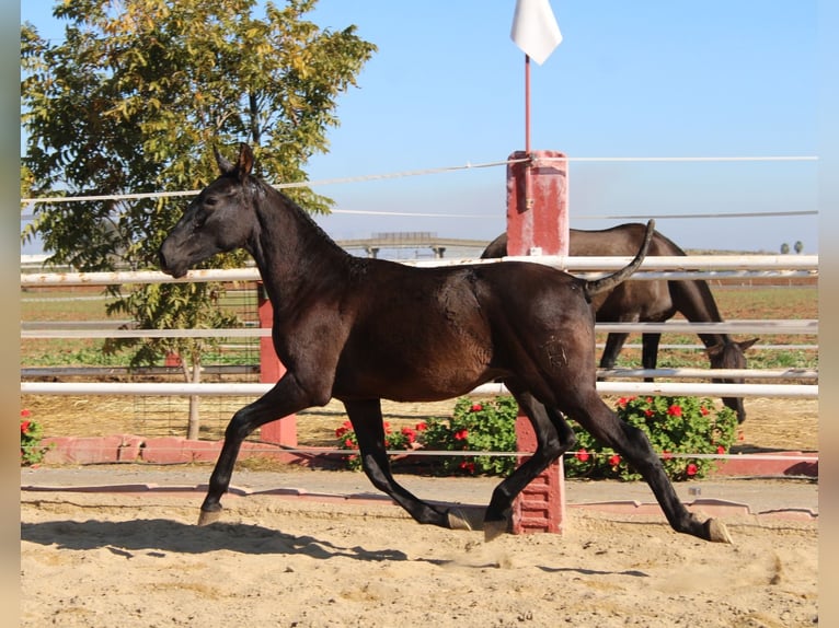 PRE Croisé Étalon 1 Année 155 cm Noir in Los Rosales